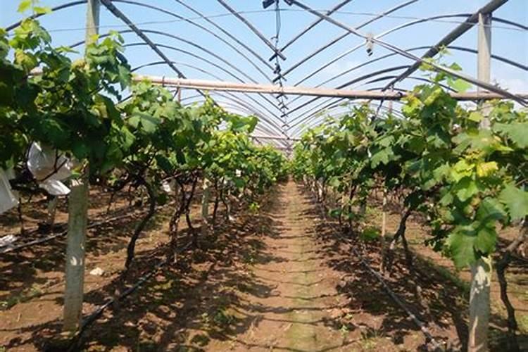 山东省邹城市城前镇初几是逢集市？