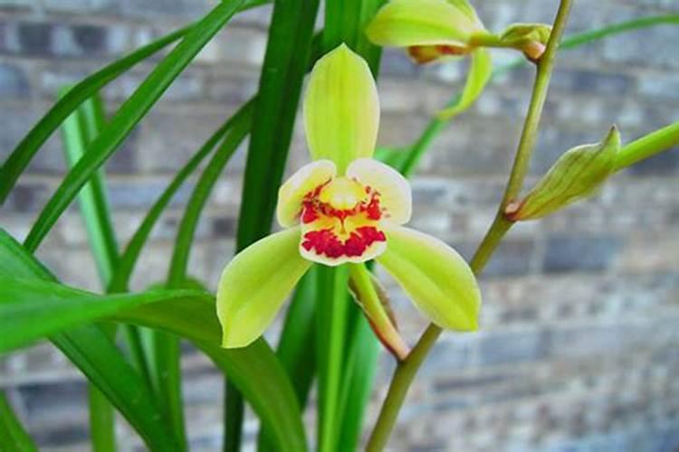 磷酸二氢钾使用方法兰花