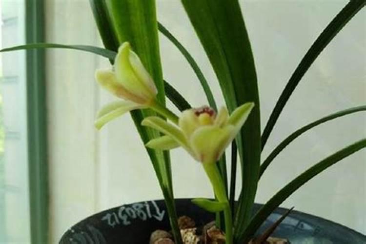 建兰兰花花谢后怎样施肥