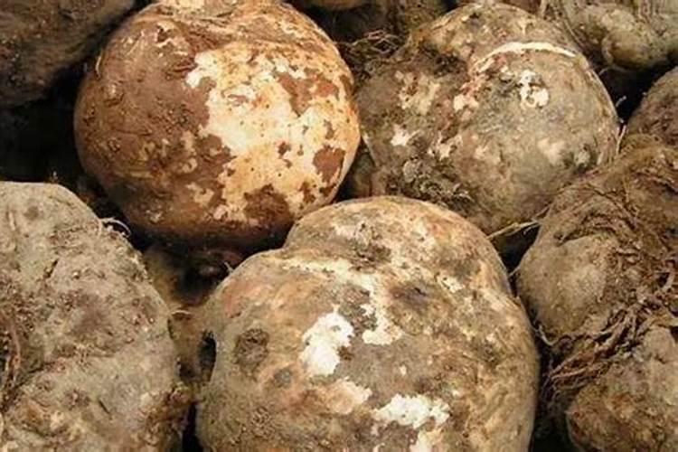 魔芋种植什么时候施肥合适？魔芋用哪种肥料产量高？