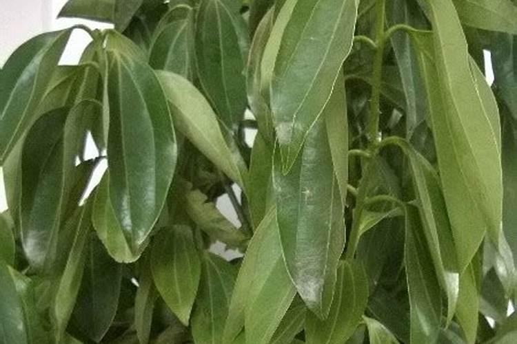 大豆肽的功效和作用