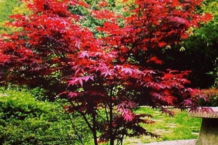 磷钾复合肥有哪些