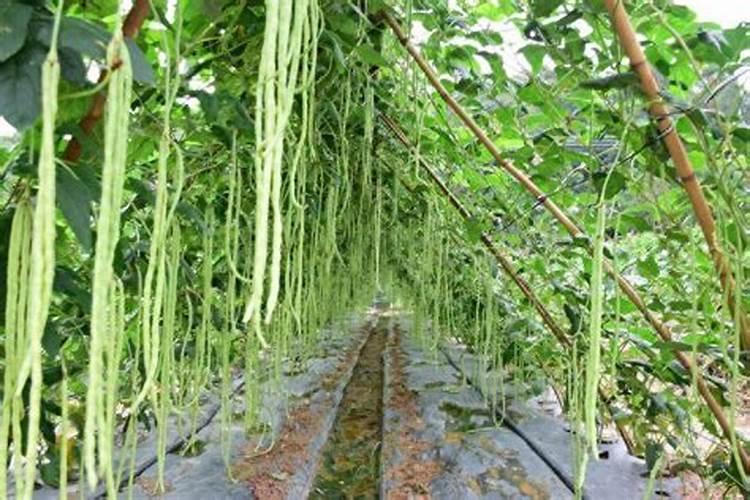 苦瓜优质高产栽培新技术,你知道么