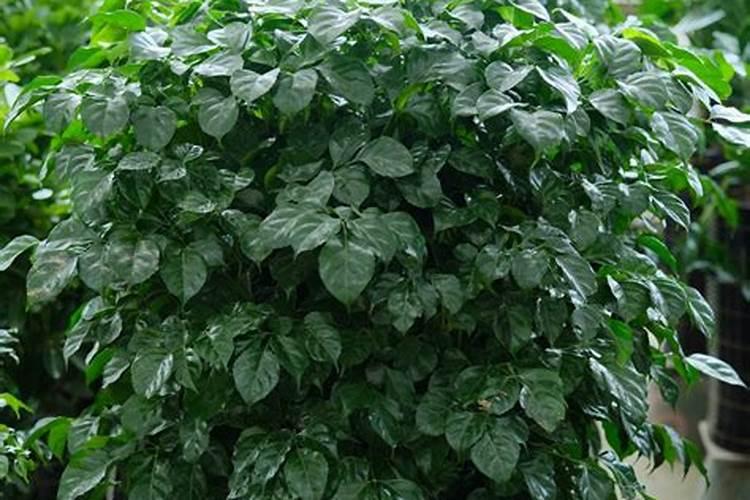 硅肥一亩地用多少 硅肥的十大作用