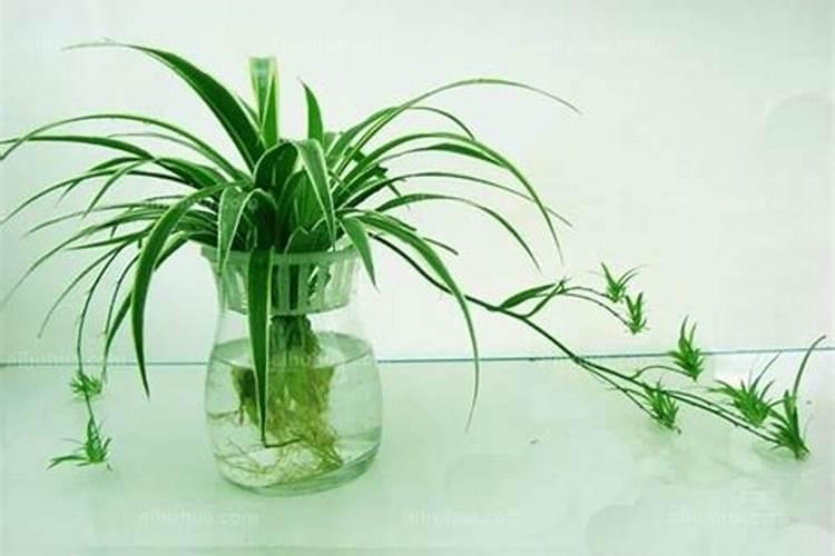 水培植物放什么长得好,可以放复合肥吗