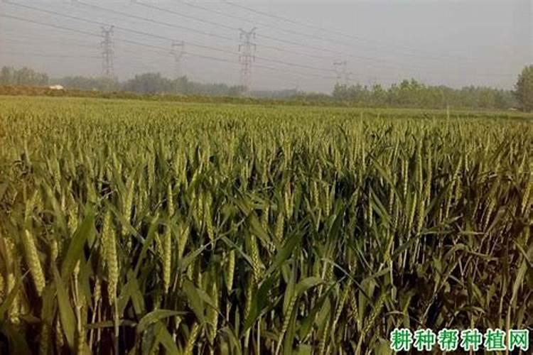 已经种了两年的只母中药材还需要上化肥吗