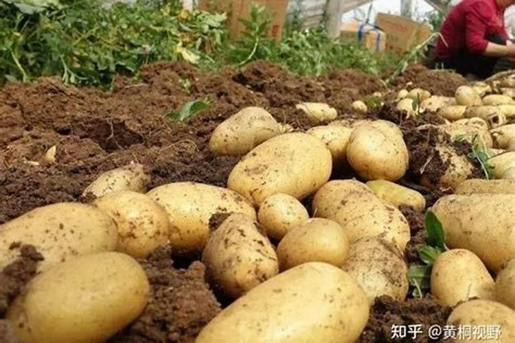 土豆底肥用什么复合肥好？用什么叶面肥幼苗涨势旺？