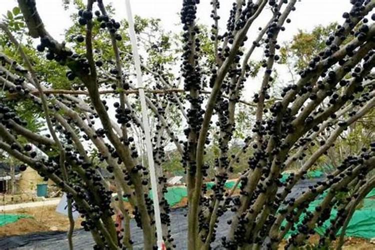 除草剂打了多久能浇地