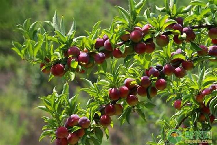 李子树采收后如何管理？