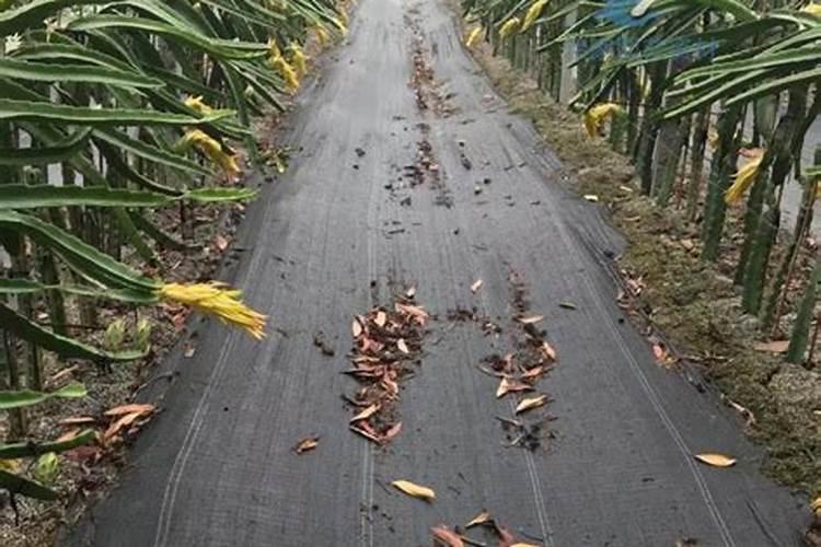 广东这边的,雨水太足了淹坏瓜苗,有什么办法解决？