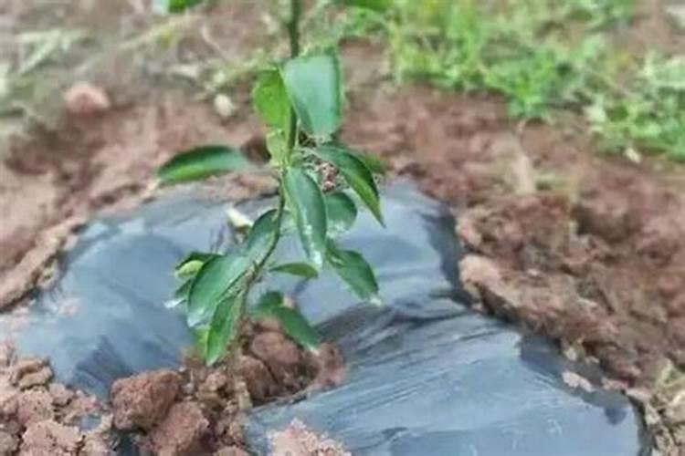 千斤拔中药属性