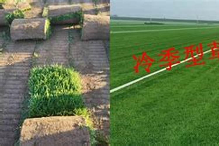 海南有一种草不怕旱怕风种植可养牛羊