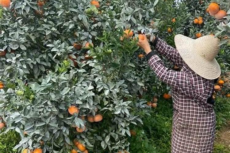 垂青旺财好有机水溶肥料40公斤一桶多少钱？