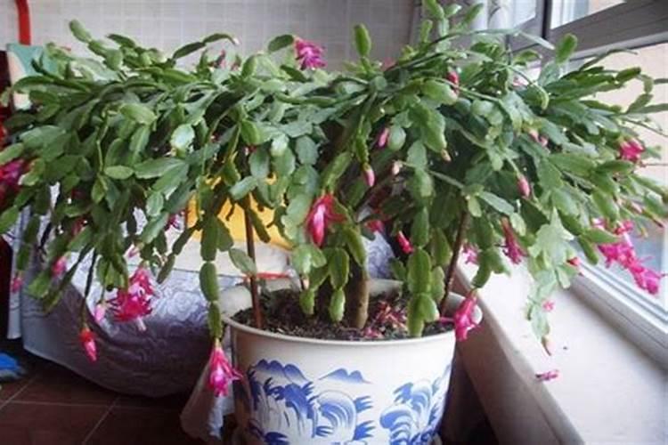 蟹爪兰花谢后怎么养护