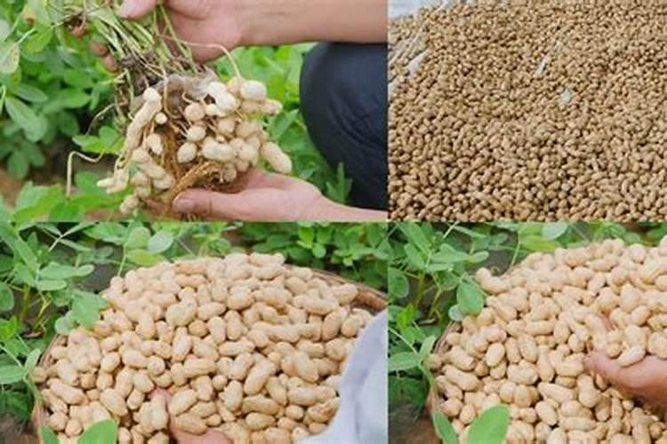 花生最后一次施肥在什么时候 选择什么肥料好
