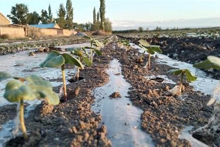 大连微量元素冲施肥价格多少钱一吨