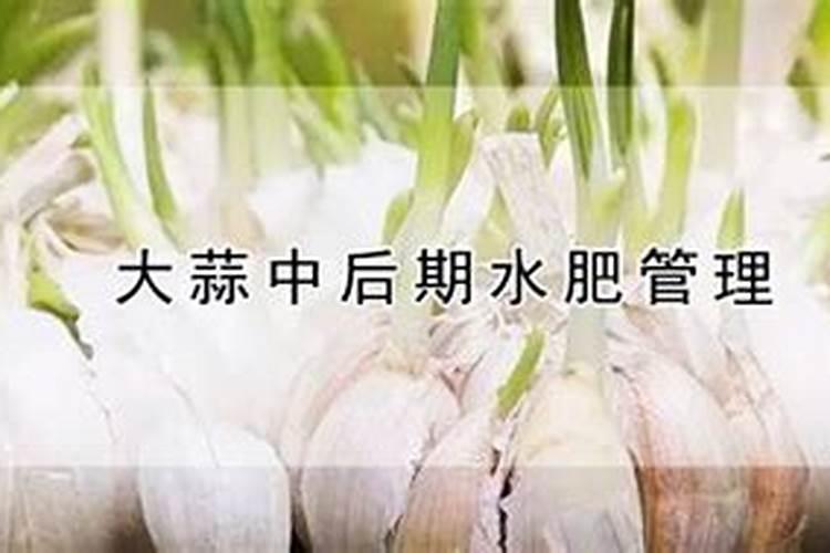 鱼蛋白肥料的功效与作用