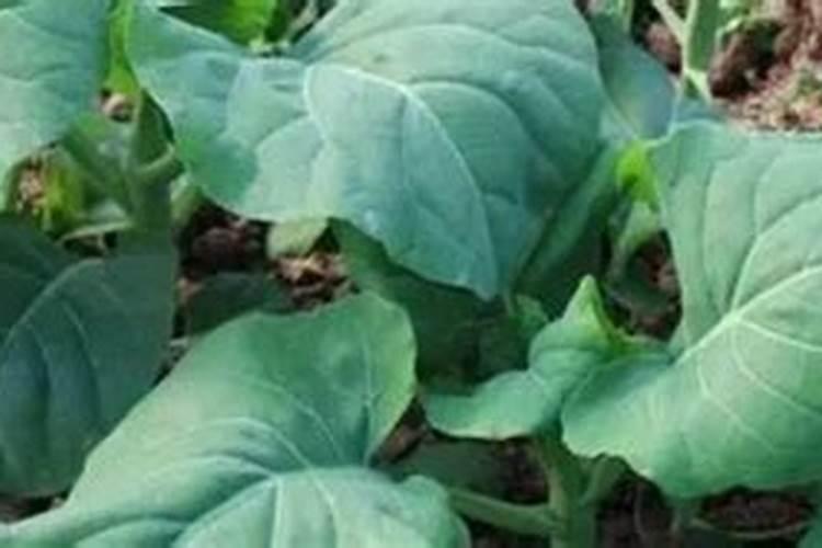 灯笼花施什么肥好