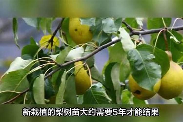 梨树什么时候施肥料最好