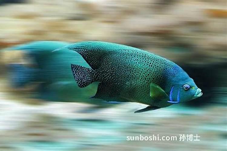 开花需要什么肥？