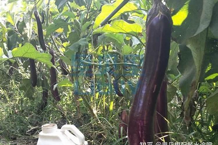 鱼蛋白对植物的作用