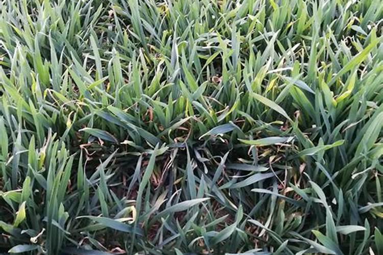 花生什么时间追肥好？磷酸二铵能用吗？