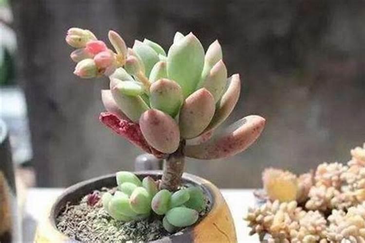 盆栽多肉植物施什么肥 该如何施肥