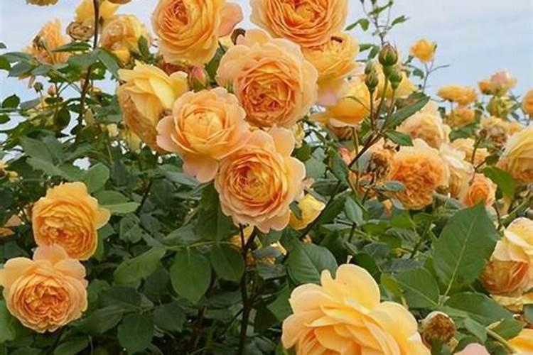 石榴树什么时候施肥最好