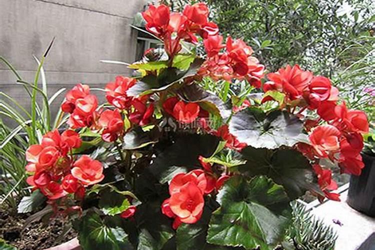 丽格海棠怎么施肥,幼苗期和花前施肥最好(薄肥勤施)