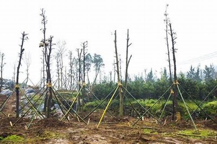 波尔多液的配制方法