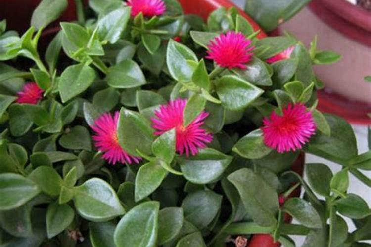 怎么使牡丹吊兰多开花