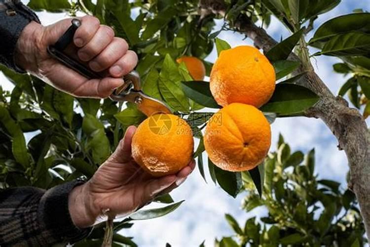 橙子树的施肥原则,橙子树怎样施肥效果好？
