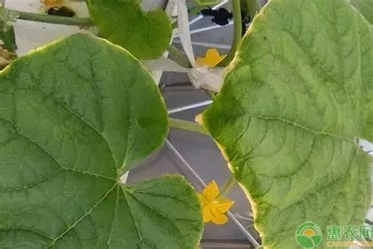 西瓜根糸不发达不适应冲二次高钙高钾肥吗？