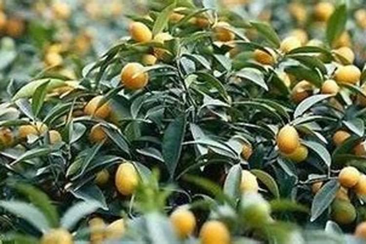 西瓜要高产一亩地放多少粪和肥合适