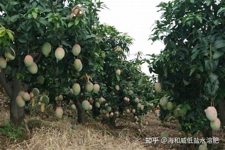 芒果施什么肥料有利于生长？芒果怎么施肥