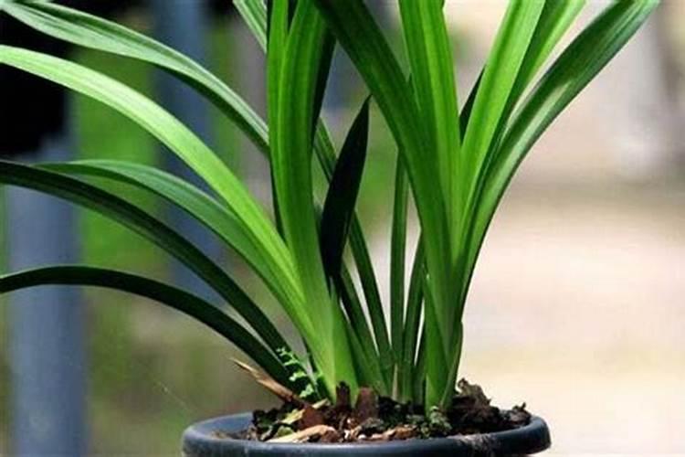 兰花在生长期施什么肥最好？