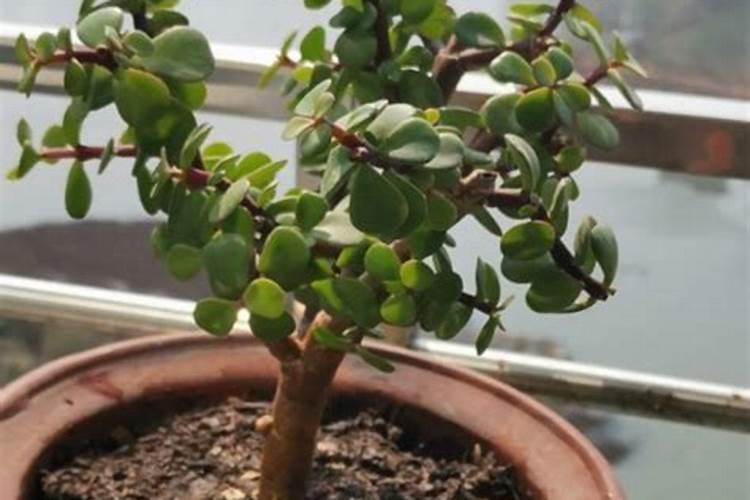 硝纳胺鲜脂和马拉硫磷正确使用方法