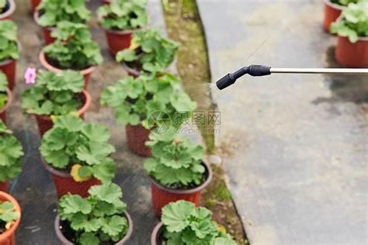 小树苗打完叶面肥20个小时后浇水可以不？
