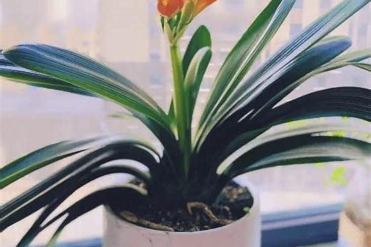 沙特阿拉伯,如何在沙漠中造出农业大国,又为何迅速衰落