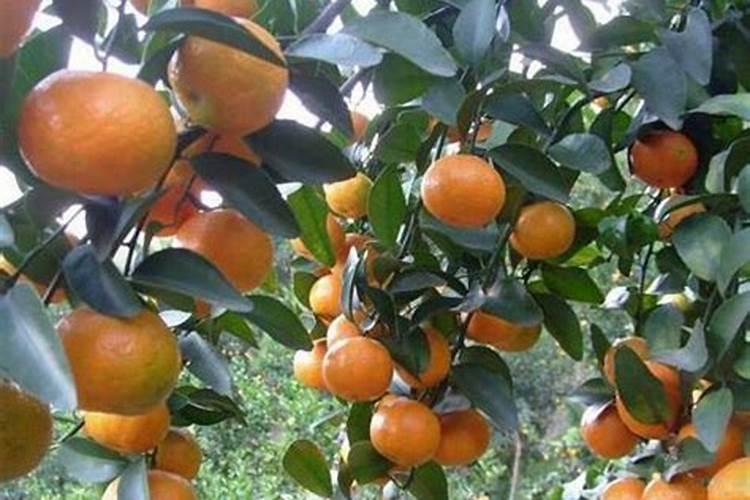 兰花浇水要浇透吗 浇水浇多少合适