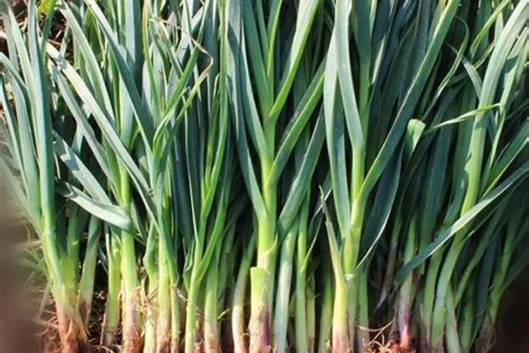 如何识别真假复合肥