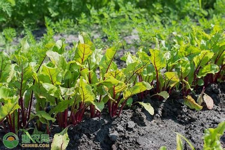 茄子用什么肥料做底肥好？茄子冲施什么肥料好？喷施什么肥产量高？