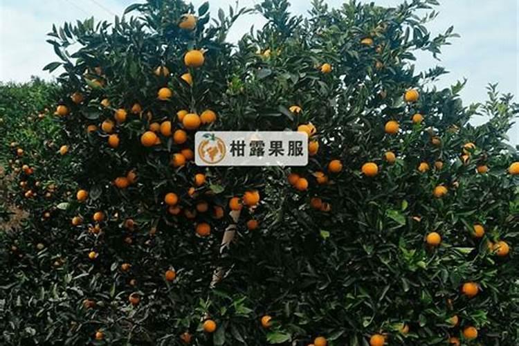 拉多美属于什么档次