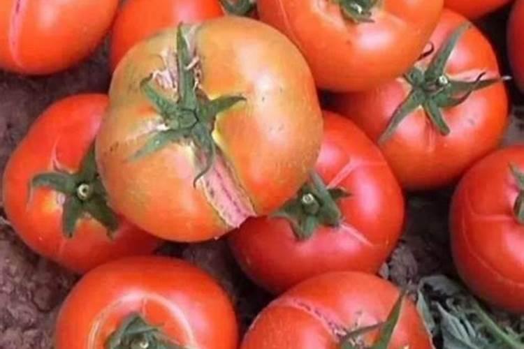 腐烂西红柿可以做肥料吗