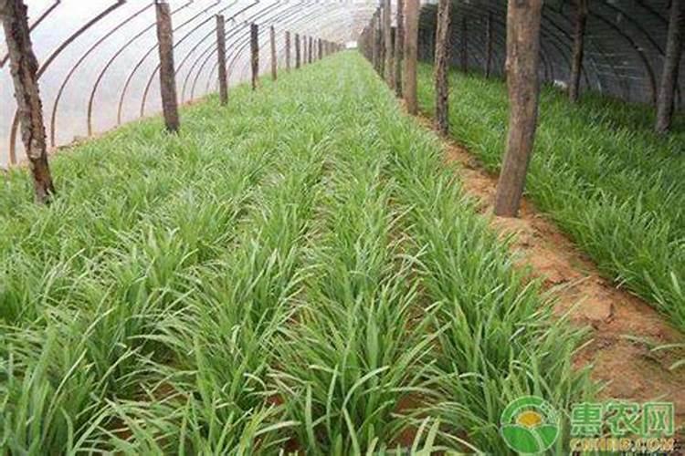 大棚韭菜冬季施肥方法 大棚韭菜冬季怎么施肥