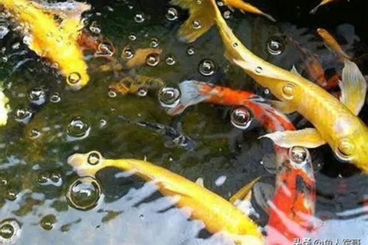 为什么纯营养土种花反而不好