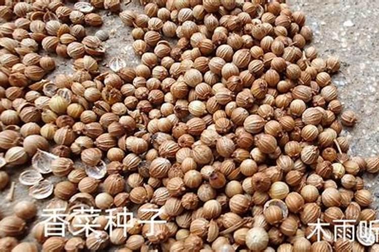 夏天香菜怎么种才不会烂 夏天香菜如何种才不会烂