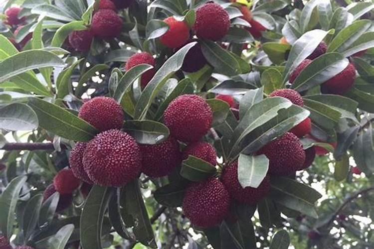 杨梅树采果后怎么施肥