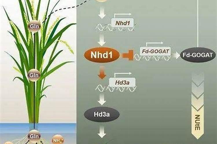 水稻一次性肥每亩放多少斤最好