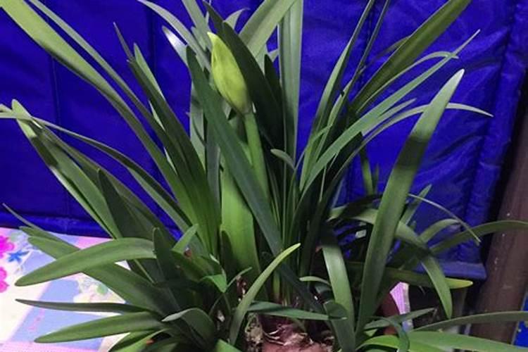 紫根兰怎么养才能开花